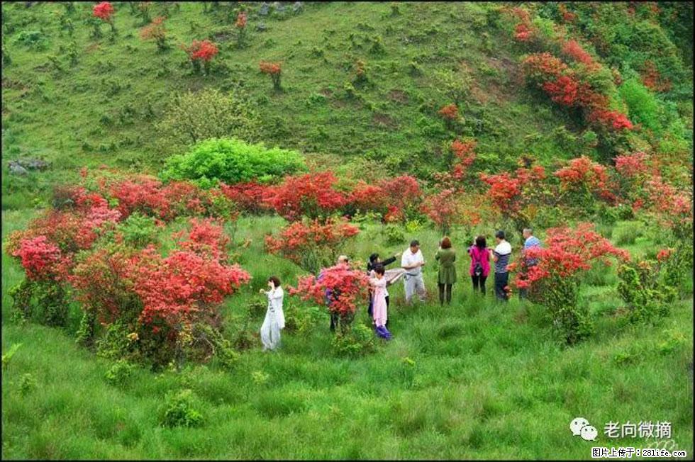 【春天，广西桂林灌阳县向您发出邀请！】宝盖山上映山红 - 游山玩水 - 衡阳生活社区 - 衡阳28生活网 hy.28life.com