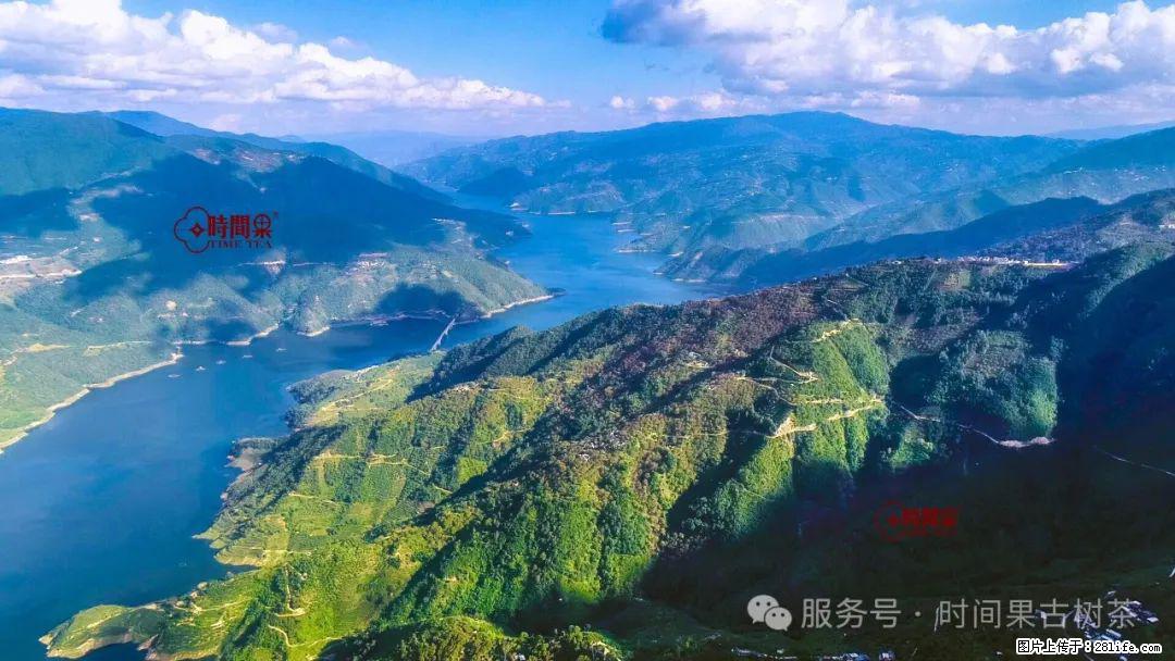 时间果百年古树龙珠普洱生茶 - 购物交流 - 衡阳生活社区 - 衡阳28生活网 hy.28life.com