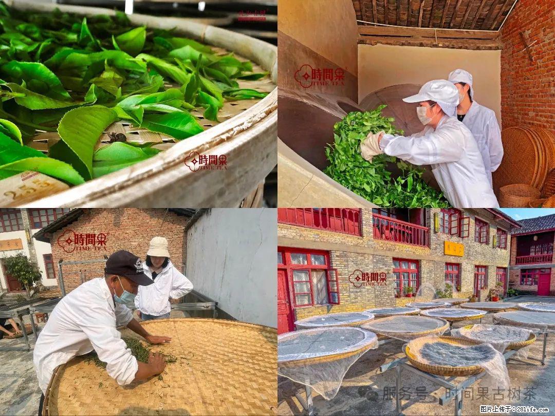时间果百年古树龙珠普洱生茶 - 购物交流 - 衡阳生活社区 - 衡阳28生活网 hy.28life.com