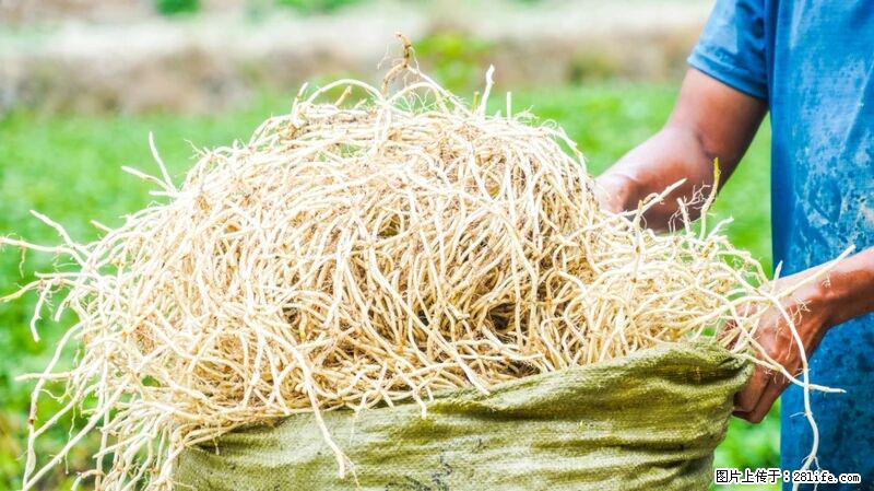 堪称“最难吃”的蔬菜，却是 “抗辐射神器”，还能护肺、清热、止咳化痰！ - 衡阳生活资讯 - 衡阳28生活网 hy.28life.com