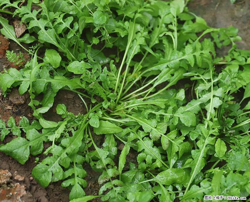 这些蔬菜是“天然钙片”，这6种被医生重点推荐 - 衡阳生活资讯 - 衡阳28生活网 hy.28life.com