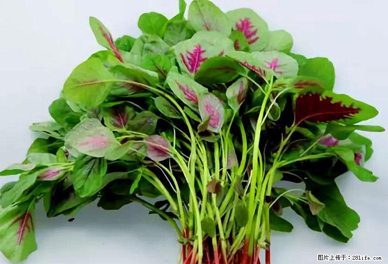 这些蔬菜是“天然钙片”，这6种被医生重点推荐 - 衡阳生活资讯 - 衡阳28生活网 hy.28life.com