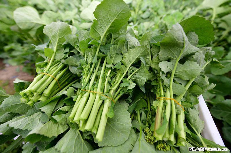 这些蔬菜是“天然钙片”，这6种被医生重点推荐 - 衡阳生活资讯 - 衡阳28生活网 hy.28life.com